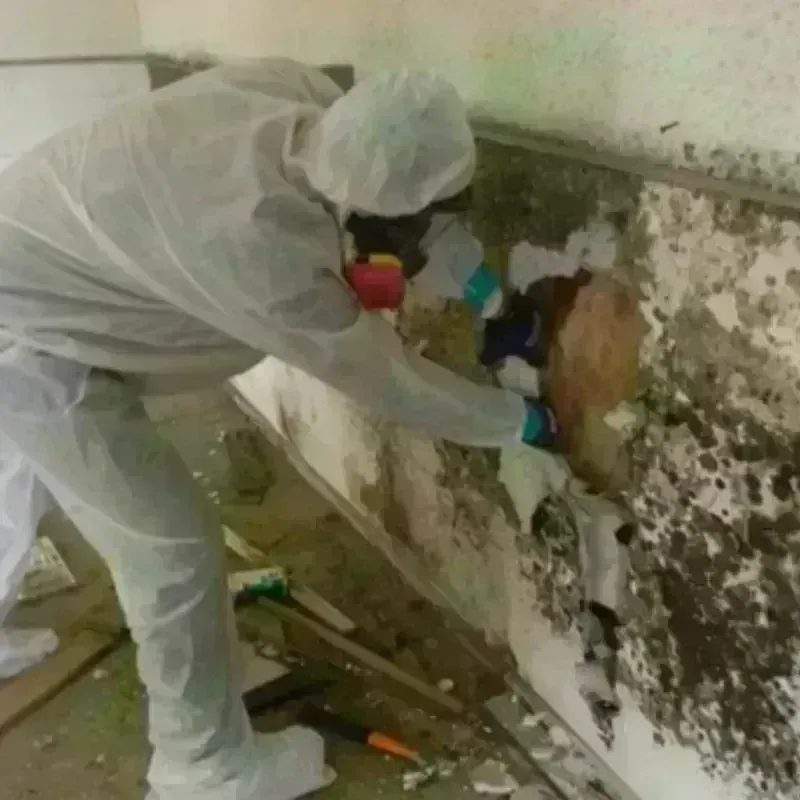 Mold Remediation and Removal in Belvedere, CA